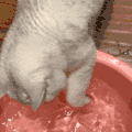 萌宠 猫咪 划水 呆萌 可爱