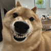 萌宠 狗狗 生气 呆萌 可爱