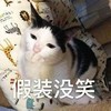 萌宠 猫星人 假装没笑 无奈 搞怪 呆萌