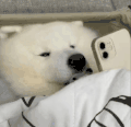 萌宠 狗狗 玩手机 呆萌 可爱