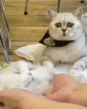 萌宠 猫咪 挠痒痒 呆萌 可爱