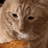 萌宠 猫咪 舔 呆萌 可爱