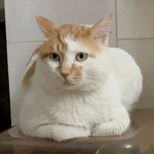 萌宠 猫咪 摇头 呆萌 可爱