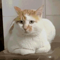 萌宠 猫咪 摇头 呆萌 可爱