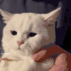 萌宠 猫咪 举手 呆萌 可爱