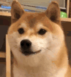萌宠 狗狗 生气 呆萌 可爱