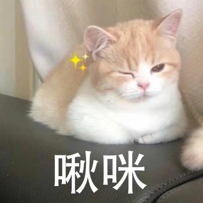 萌宠gif猫星人gif啾咪gif盯着你gif搞怪gif逗gif