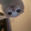 萌宠 猫咪 盯 呆萌 可爱