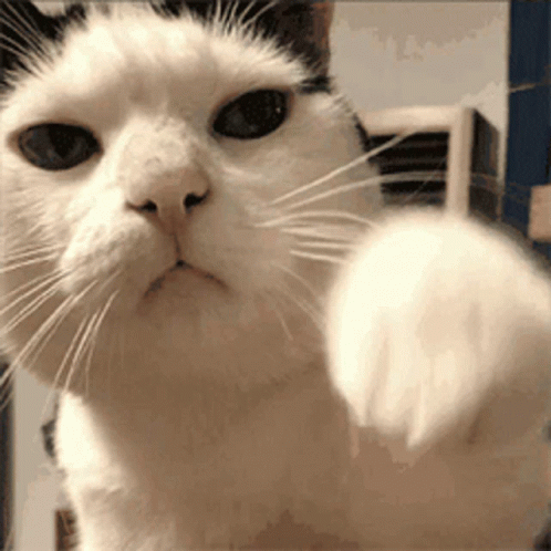 萌宠 猫咪 打 呆萌 可爱