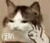 萌宠 猫咪 行 呆萌 可爱