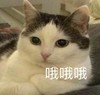 萌宠 猫星人 哦哦哦 知道了 搞怪 逗