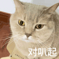 萌宠 猫咪 对不起 呆萌 可爱