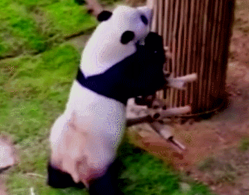 动物萌宠熊猫搞笑可爱gif动图