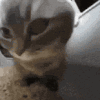 萌宠 猫咪 盯 呆萌 可爱