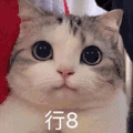 萌宠 猫咪 行8 呆萌 可爱