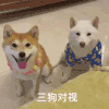 萌宠 狗狗 三狗对视 呆萌 可爱