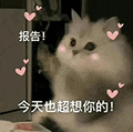 萌宠 猫咪 报告今天也超想你的 呆萌 可爱