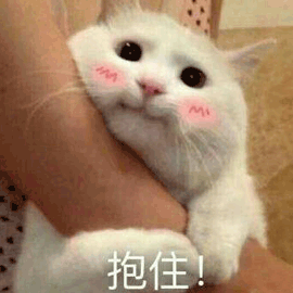 可爱小猫表情包撒娇图片