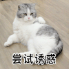萌宠 猫咪 尝试诱惑 可爱 呆萌