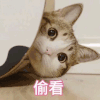 萌宠 猫咪 偷看 呆萌 可爱