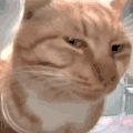 萌宠 猫咪 不开心 呆萌 可爱