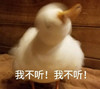 萌宠 鸭子 我不听 拒绝 搞怪 呆萌