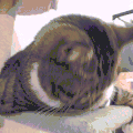 萌宠 猫咪 伤心 呆萌 可爱