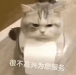 萌宠 猫咪 很不高兴为您服务 呆萌 可爱