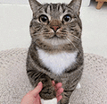 萌宠 猫咪 盯 呆萌 可爱