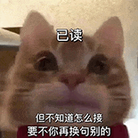 萌宠 猫咪 已读 呆萌 可爱