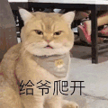 萌宠 猫咪 给爷爬开 呆萌 可爱