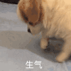 萌宠 猫咪 生气 呆萌 可爱