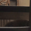 萌宠 猫咪 嫌弃 呆萌 可爱