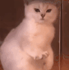 萌宠 猫咪 好奇 呆萌 可爱