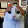 萌宠 猫咪 盯 呆萌 可爱