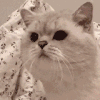萌宠 猫咪 生气 呆萌 可爱