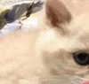 萌宠 猫咪 盯 呆萌 可爱