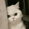萌宠 猫咪 看 呆萌 可爱