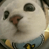 萌宠 猫咪 盯 呆萌 可爱