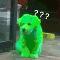 萌宠 狗狗 好奇 呆萌 可爱