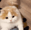 萌宠 猫咪 抱抱 呆萌 可爱