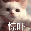 萌宠 猫咪 惊吓 呆萌 可爱
