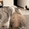 萌宠 猫咪 按摩 呆萌 可爱