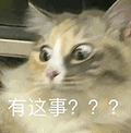 萌宠 猫咪 有这事 呆萌 可爱