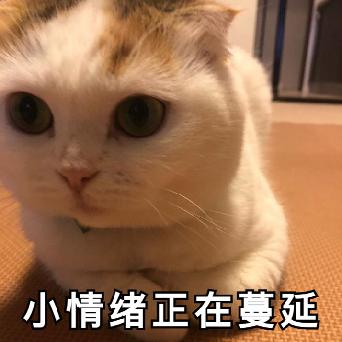 猫咪小情绪表情包图片