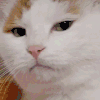 萌宠 猫咪 生气 呆萌 可爱