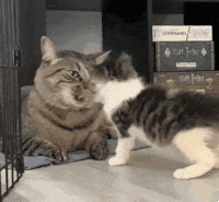 萌宠 猫咪 打你 呆萌 可爱