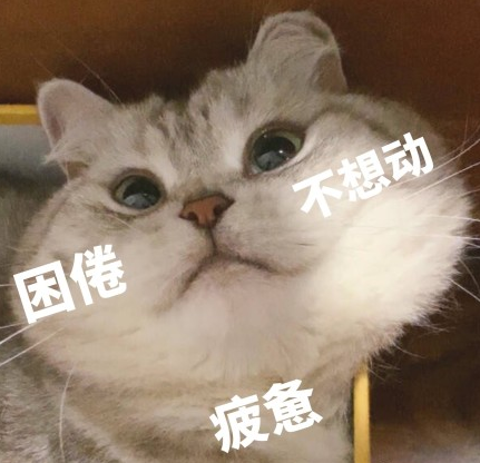 猫咪搞笑图片带字图片图片