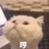 萌宠 猫咪 哼 呆萌 可爱
