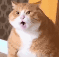 萌宠 猫咪 生气 呆萌 可爱